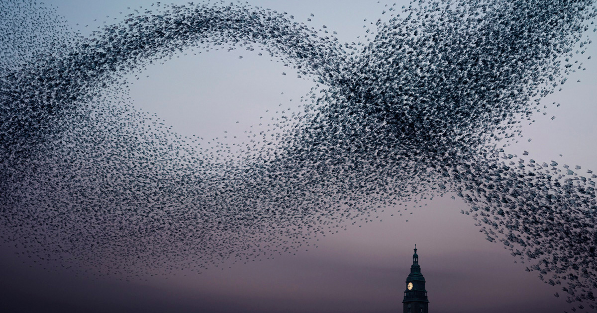 murmurations